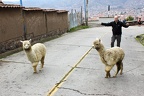 wCusco 01