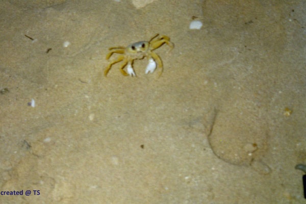 krabbe1.jpg