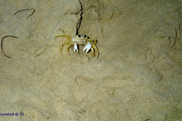 krabbe2.jpg