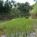 Bali 033