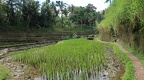 Bali 033