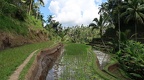 Bali 035