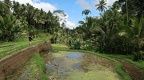 Bali 048