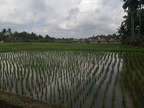 Bali 109