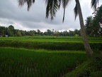 Bali 110