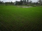 Bali 112