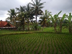 Bali 114